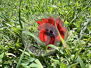 Blooming wild anemone (lat.- A. coronaria) in the meadow photo