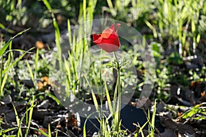 Blooming wild anemone (lat.- A. coronaria) in the meadow photo