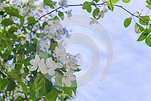 Blooming wild apple tree in the park against the blue sky with copy space