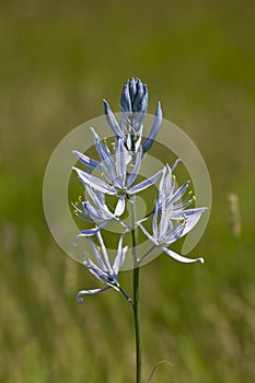 Blooming Wild Blue Camas Lilies in Nature's Beauty