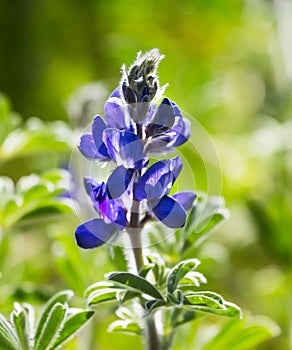 Blooming wild blue lupins Lupinus pilosus on bright sunny spring day on The Golan Heights in Israel. Spring in Israel. Species of