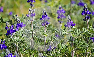 Blooming wild blue lupins Lupinus pilosus on bright sunny spring day on The Golan Heights in Israel. Spring in Israel. Species of