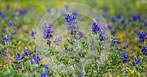 Blooming wild blue lupins Lupinus pilosus on bright sunny spring day on The Golan Heights in Israel. Spring in Israel. Species of