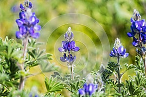 Blooming wild blue lupins Lupinus pilosus on bright sunny spring day on The Golan Heights in Israel. Spring in Israel. Species of