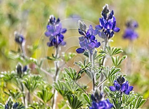 Blooming wild blue lupins Lupinus pilosus on bright sunny spring day on The Golan Heights in Israel. Spring in Israel. Species of
