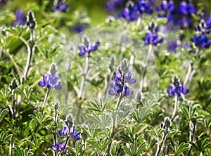 Blooming wild blue lupins Lupinus pilosus on bright sunny spring day on The Golan Heights in Israel. Spring in Israel. Species of