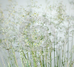 Blooming wild cereal
