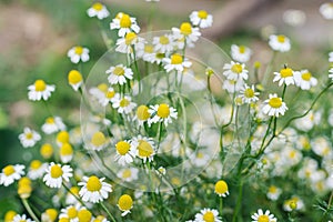 Blooming wild chamomile.Camomile Bush in the meadow.