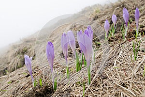 Blooming wild crocuses in the early spring mountains