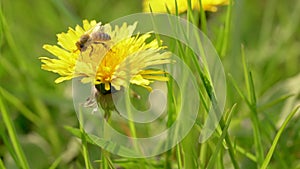 Blooming wild flowers close up with honey bee pollinating dandelion flower. Collecting pollen from yellow dandelions