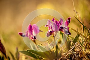 Blooming of wild flowers of irises on the slopes of the lake in early spring.