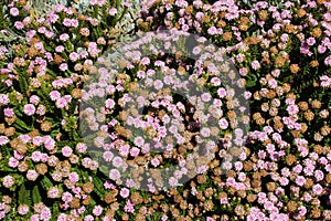 blooming wild flowers - jurien bay - australia