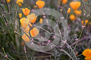 Blooming wild flowers on the meadow at spring time