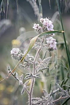 Blooming wild flowers on the meadow at spring time