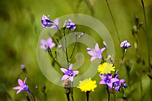 Blooming wild flowers on the meadow at summer