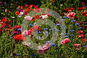 Blooming wild flowers on the meadow at summertime