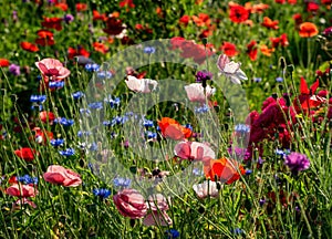 Blooming wild flowers on the meadow at summertime