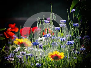 Blooming wild flowers on the meadow at summertime