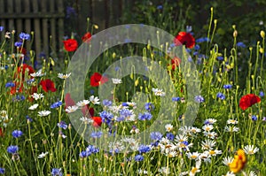 Blooming wild flowers on the meadow at summertime