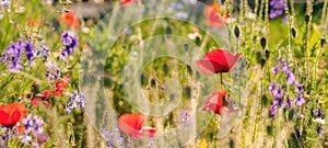 Blooming wild flowers on the meadow at summertime