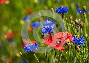 Blooming wild flowers on the meadow at summertime