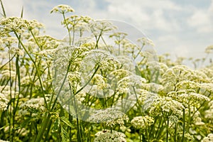 Blooming wild flowers. Umbels of a wild carrot