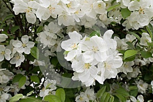 Blooming of a wild garden apple tree. White flowers on green leaves.