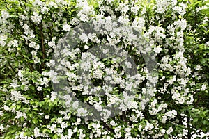 Blooming of a wild garden apple tree. White flowers on green leaves.