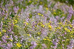 Flowering of Levkoy and Senecio in the meadow