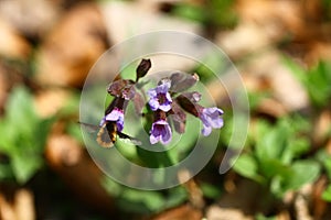 Blooming wild lungwort