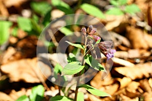 Blooming wild lungwort