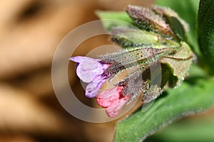 Blooming wild lungwort