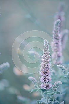 Blooming wild mint