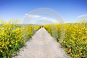 Blooming wild mustard lining up a walking trail set on a levee on the shorelines of South San Francisco Bay Area, Sunnyvale,