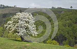 Blooming wild pear tree in Banat mountains,Romania