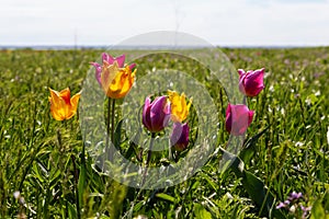 Blooming wild purple and yellow tulips in green grass in spring steppe in Kalmykia