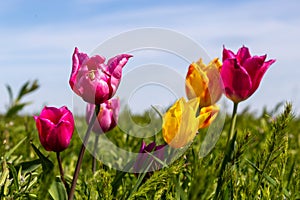 Blooming wild purple and yellow tulips in green grass in spring steppe