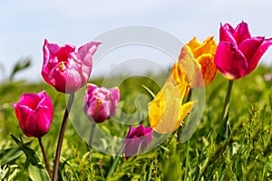 Blooming wild purple and yellow tulips in green grass in spring steppe