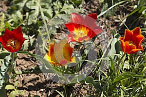 Russia. Blooming wild red and yellow tulips in green grass in spring steppe in Kalmykia