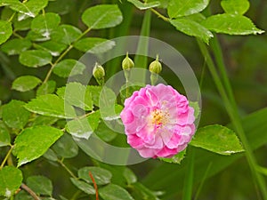 the blooming wild rose