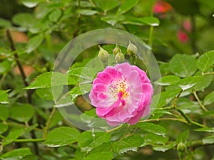 the blooming wild rose