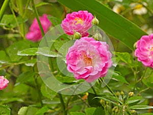 the blooming wild rose