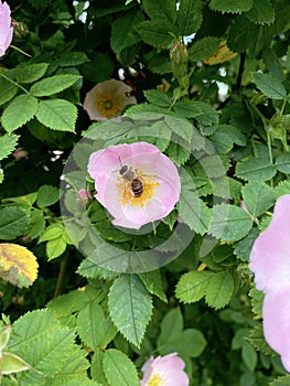 blooming wild rose with a bee