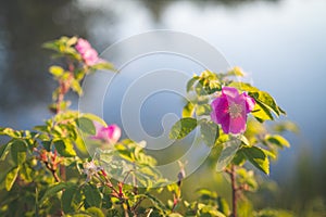 Blooming wild rose bush or dog rose, Rosa canina with sky and trees reflection