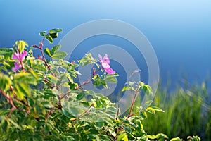 Blooming wild rose bush or dog rose, Rosa canina with sky and trees reflection