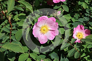 Blooming wild rose hips. Flowering in vivo photo