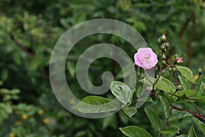 Blooming wild rose in nature