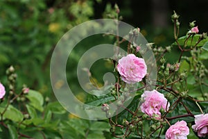 Blooming wild rose in nature