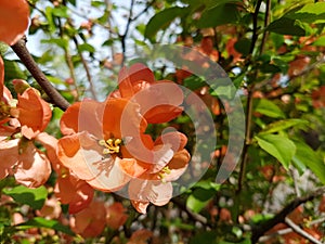 Blooming wild rose of red color. Spring awakening of nature in the sunlight. Pollination of fruit plants. Joyful mood. Green