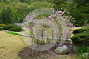 Blooming wild rosemary in North Korea